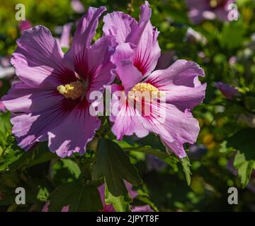 Pink Hibiscus syriacus flowering in the garden.Common names as rose of Sharon,Syrian ketmia, shrub althea and rose mallow.It is the national flower of Stock Photo