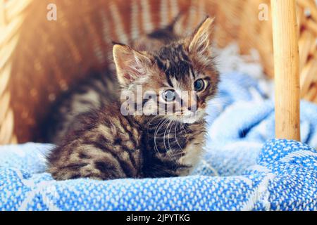Hold my calls. Ive got some relaxing to do. an adorable tabby kitten sitting on a soft blanket in a basket. Stock Photo