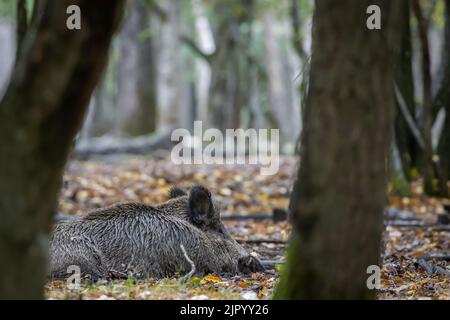 A wild boar in the woods lying on the ground with trees and chopped branches around Stock Photo