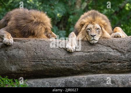 Two sleepy brother lions (Panthera leo) at Zoo Atlanta near downtown Atlanta, Georgia. (USA) Stock Photo