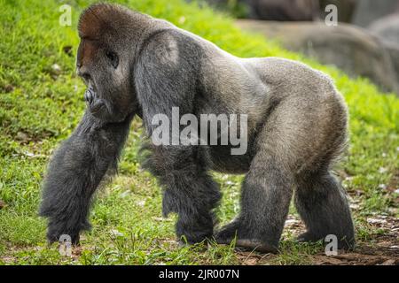 Silverback western lowland gorilla knuckle-walking at Zoo Atlanta in Atlanta, Georgia. (USA) Stock Photo