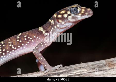 Close up of Australian Thick-tailed Gecko Stock Photo