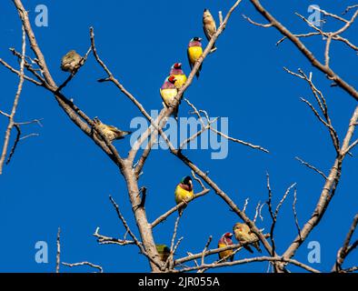 Wild Gouldian finches perched in tree Stock Photo