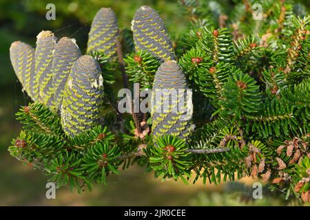 Korean fir cones on green branches. Evergreen coniferous ornamental tree Stock Photo