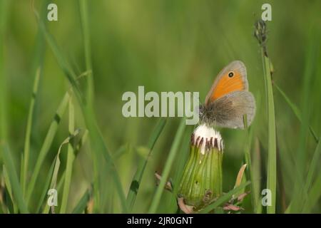 Small heath butterfly in nature resting on a flower, tiny orange and grey butterfly Stock Photo