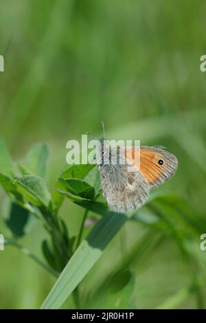 Small heath butterfly (Coenonympha pamphilus). Stock Photo
