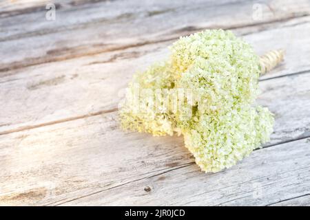 Bouquet of hortensia flowers on retro wooden table. pastel colors and decor concept. greenish petals Stock Photo