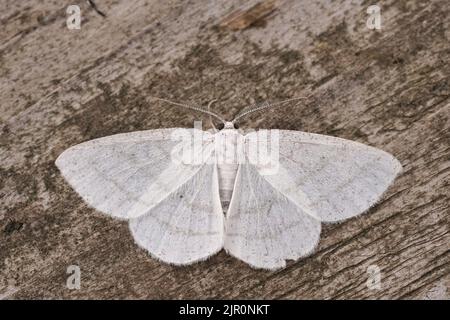 Detailed Closeup on the Common White Wave geometer moth, Cabera pusaria with open wings Stock Photo