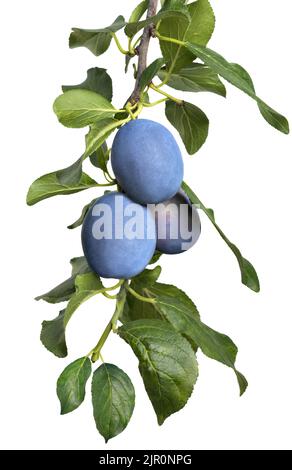 blue plums on branch isolated on white Stock Photo