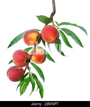 ripe peaches on branch isolated on white Stock Photo