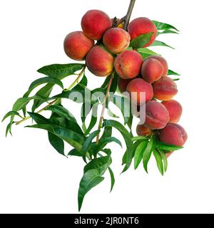 red peaches on branch isolated on white Stock Photo