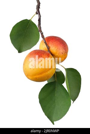ripe apricots hanging on branch with leaves isolated on white Stock Photo