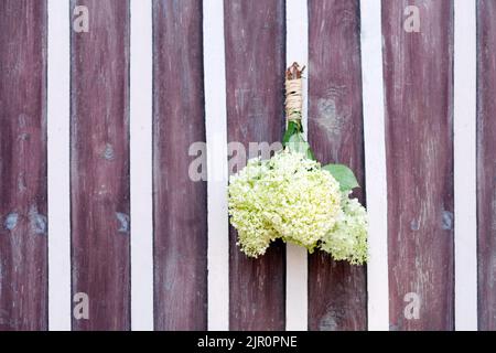 white hortensia Bouquet decorating retro wooden door. home concept. greenish flowers and petals Stock Photo