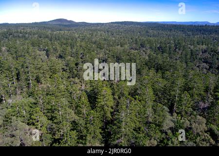 Aerial of Hoop Pine trees growing in the Goodnight Scrub National Park near Gin Gin Queensland Australia Stock Photo
