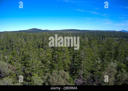Aerial of Hoop Pine trees growing in the Goodnight Scrub National Park near Gin Gin Queensland Australia Stock Photo