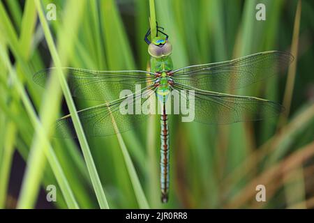 green dragonfly at a farm on the west bank of river Nile in Luxor, Egypt Stock Photo