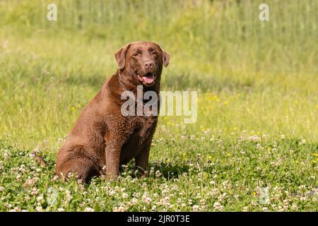 fat chocolate lab puppy