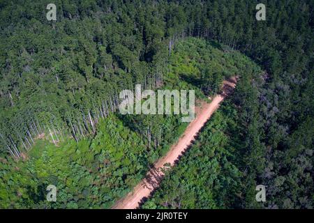 Aerial of Hoop Pine trees growing in the Goodnight Scrub State Forest near Gin Gin Queensland Australia Stock Photo
