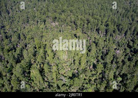 Aerial of Hoop Pine trees growing in the Goodnight Scrub State Forest near Gin Gin Queensland Australia Stock Photo