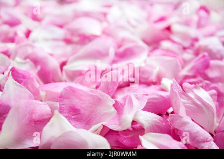 Fresh pink rose petals background. Shallow depth Stock Photo