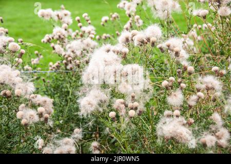 Around the UK - See Heads on Thistle Plants Stock Photo