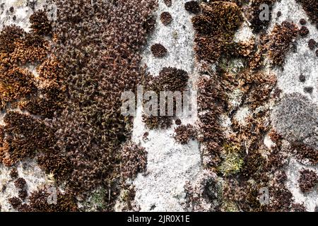 Closeup of old slate roof covered with dry moss and lichen. Natural background Stock Photo