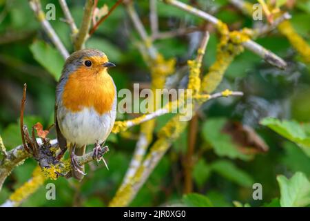Robin bird perched on a tree branch Stock Photo