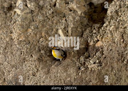 Striated Pardalote (Black-headed) at nesting site. Pardalotes or peep-wrens are a family of very small, brightly coloured birds native to Australia Stock Photo