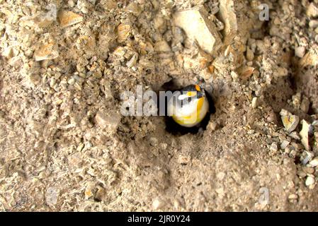 Striated Pardalote (Black-headed) at nesting site. Pardalotes or peep-wrens are a family of very small, brightly coloured birds native to Australia Stock Photo