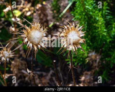 MilkThistle (Sylibum marianum) seeds Stock Photo