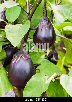 Purple fruit of the tender annual eggplant, Aubergine 'Czech Early', Solanum melongena Stock Photo