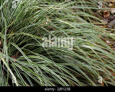 Elegant, arching white edged variegated evergreen leaves of the hardy Japanese sedge, Carex oshimensis 'Everest' Stock Photo