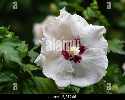 Red centred pale pink late summer flower of the hardy hibiscus shrub, Hibiscus syriacus 'Red Heart' Stock Photo