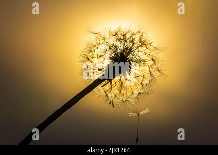 Dandelion on the meadow at sunlight background Stock Photo
