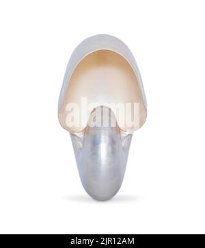 Image of pearl shell of a nautilus pompilius on a white background. Sea shells. Undersea Animals. Stock Photo