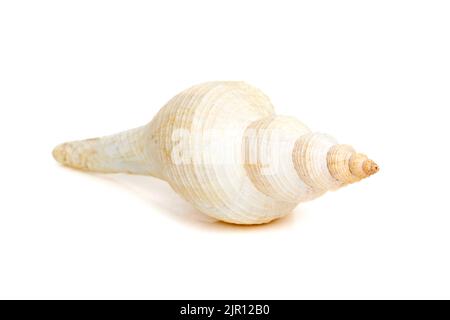 Image of white long tailed spindle conch seashells on a white ...
