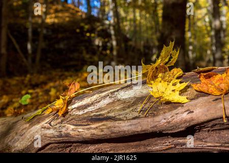Maple leaves lying on a log in the forest Stock Photo