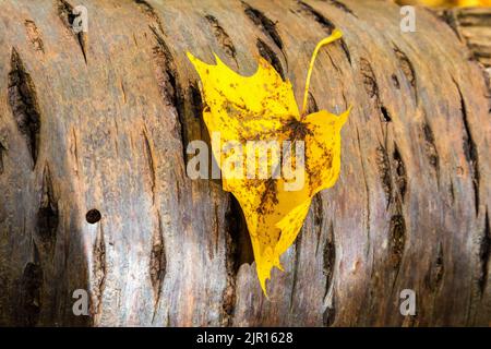 Close-up of a maple leaf lying on a tree trunk Stock Photo