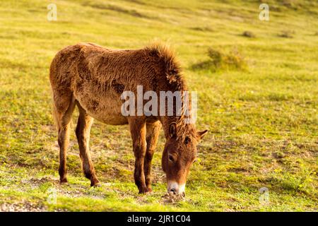 A brown Konik foal grazing in the North Holland dune reserve. Netherlands. Stock Photo