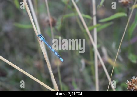 Common blue damselfly (Zygoptera) resting on a reed with copyspace. Stock Photo