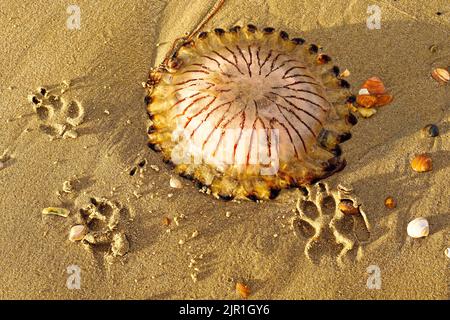 A compass jellyfish (Chrysaora hysoscella) washed ashore, lying in the sand. A dog's paw prints show the size of the jellyfish. North Holland dune res