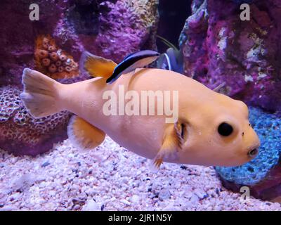 A cream and yellow puffer fish swimming inside a fish tank Stock Photo