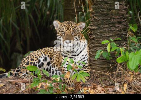Jaguar (Panthera Onca) lying down Stock Photo