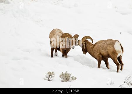 Pair of Bighorn Rams (Ovis canadensis) sparring in the snow Stock Photo