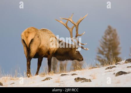 Bull elk (Cervus canadensis) foraging in the  snow Stock Photo