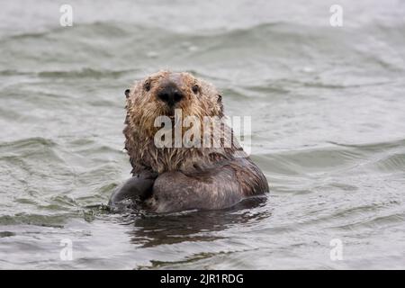California Sea otter (Enhydra lutris) Stock Photo