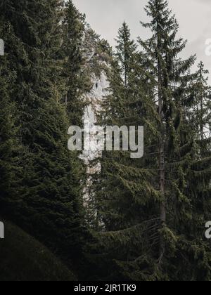 A vertical shot of tall, evergreen trees in the countryside Stock Photo ...