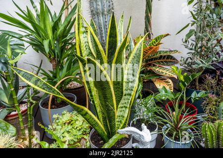 Decorative indoor plants of all kinds with a sansevieria on an urban terrace Stock Photo