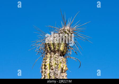 Close-up of a Eulychnia iquiquensis candelabra cactus in Pan de Azucar National Park in the Atacama Desert of Chile. Stock Photo
