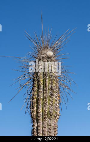 Close-up of a Eulychnia iquiquensis candelabra cactus in Pan de Azucar National Park in the Atacama Desert of Chile. Stock Photo